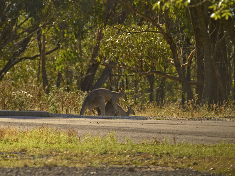 Kangaroo, Warrumbungle